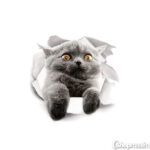 Dekoratiivkleebis Grey cat sticker 2