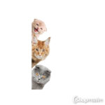 Dekoratiivkleebis Three cats 2