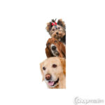 Dekoratiivkleebis Three dogs