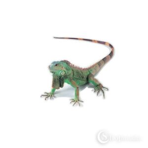 Autokleeps Gecko sticker