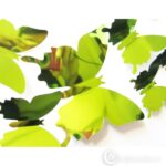 Peegeldavad liblikad Green mirror butterflies