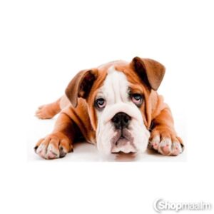 Teemanditikand / mosaiik-pilt 5D dog 4