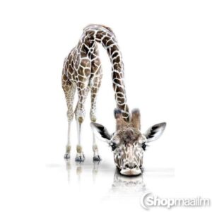 Teemanditikand / mosaiik-pilt 5D giraffe 2