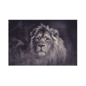 Teemanditikand / mosaiik-pilt 5d lion 50 x 40 cm ML