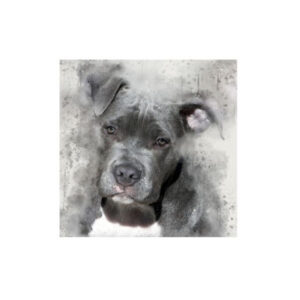 Teemanditikand / mosaiik-pilt 5d pitbull puppy 40 x 30 cm
