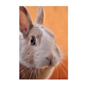Teemanditikand / mosaiik-pilt 5d rabbit 50*40 cm ML