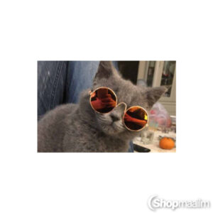 Prillid lemmikloomadele Pet sunglasses