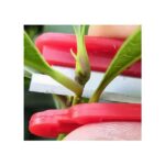 Aianuga Small plant knife