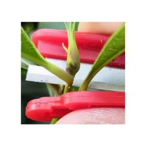 Aianuga Small plant knife