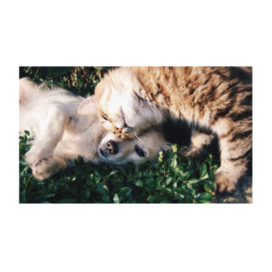 Teemanditikand / mosaiik-pilt 5d cat & dog 50*40 cm ML