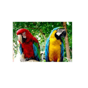 Teemanditikand / mosaiik-pilt 5d parrots 40*30 cm ML