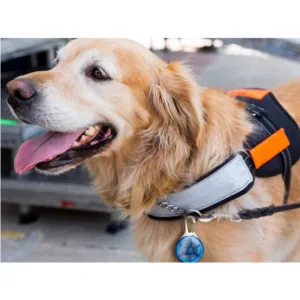 LED Safety Light for Pet Collar, Backpack, Leash, or Keys – Blue