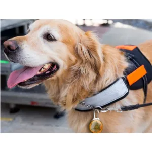 LED-tuli lemmiklooma kaelarihma, seljakoti, rihma või võtmete jaoks – oranž