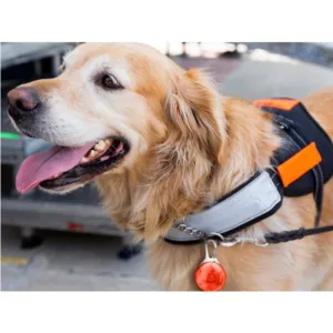 LED Safety Light for Pet Collar, Backpack, Leash, or Keys – Red